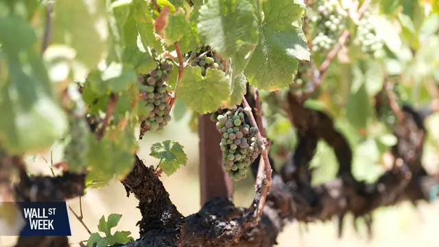 30% Tariffs on EU Wines Threaten to Disrupt US Wine Market and Jobs