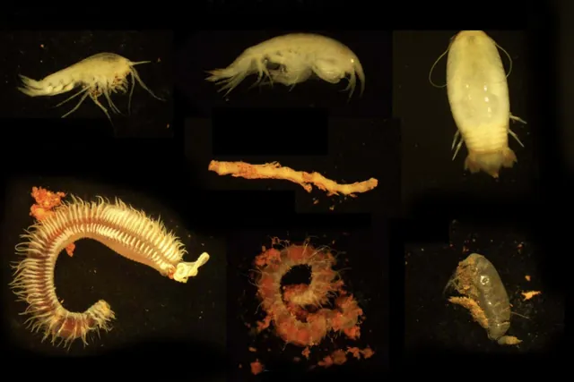 Exploring the Depths: The Unique Ecosystems of Underwater Volcanic Brine Pools