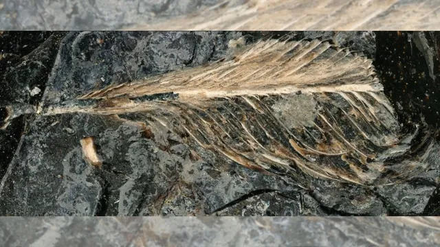 Feathers Found in Dinosaur Feces Offer Clues to Avian Extinction