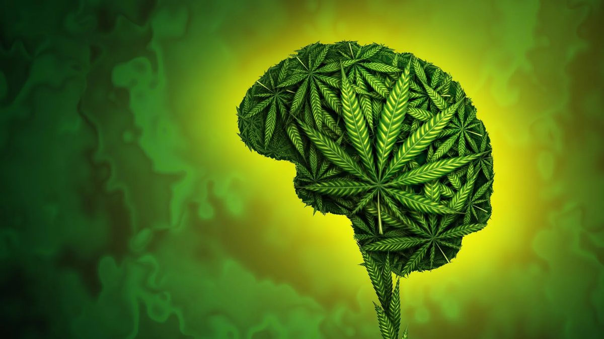 Cannabis Use Linked to Double Risk of Violence, King's College London Review Reveals