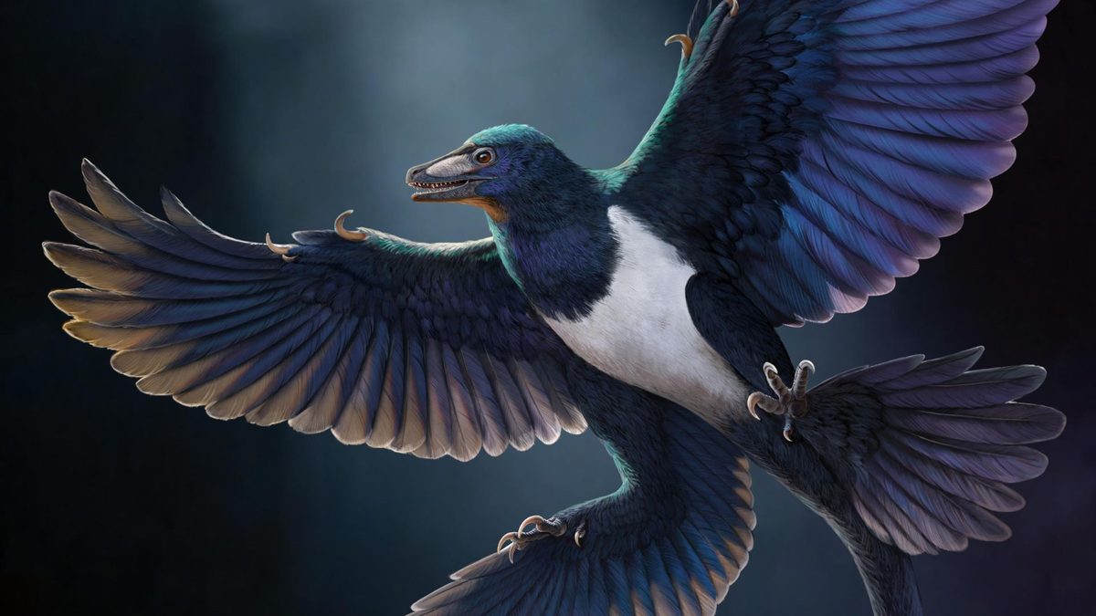 Four-Winged Dinosaur Fossil Challenges Single Origin of Flight Theory