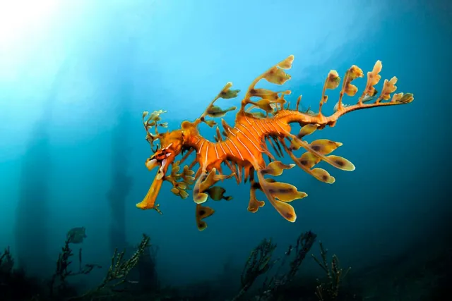 Ecological Crisis: Algal Bloom Threatens Seadragons in South Australia