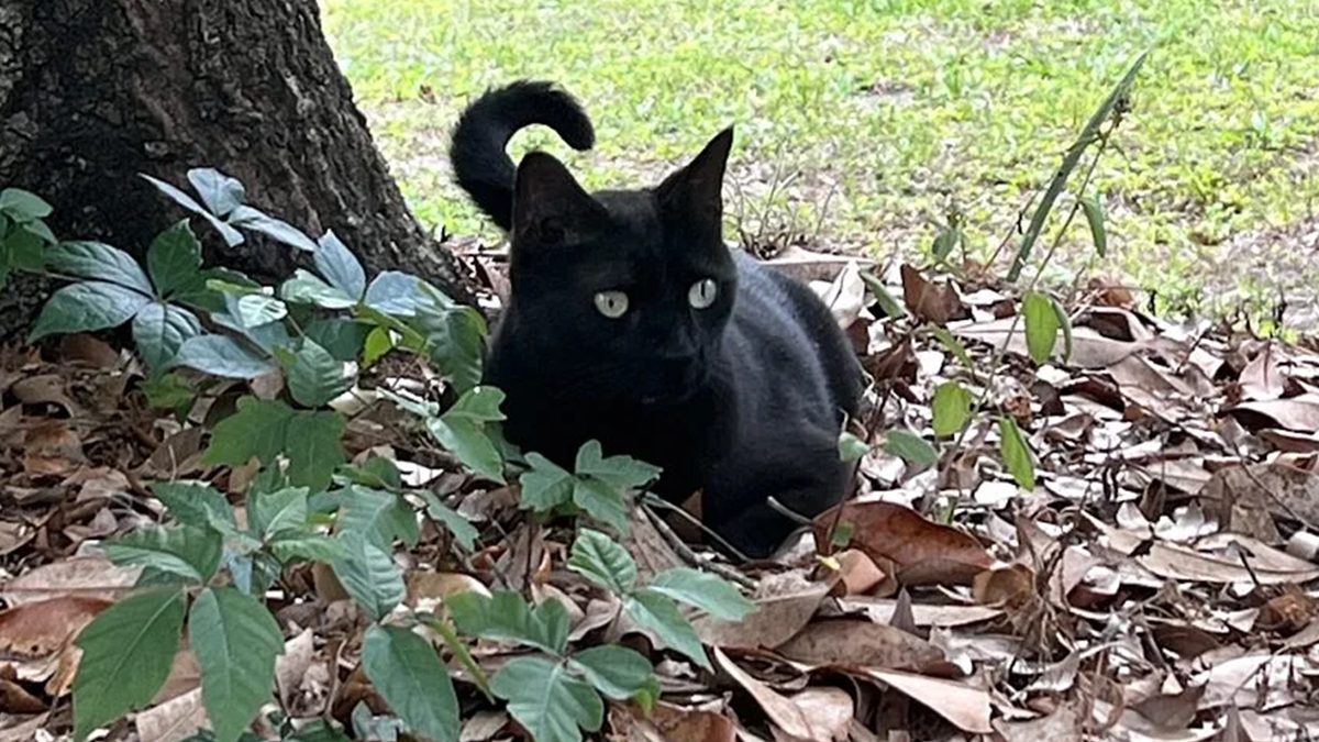 Pet Cat Helps Identify a New Mammalian Orthoreovirus Strain with Potential Human Impact