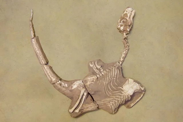 Discovery of Shri rapax: A New Insight into Dinosaur Diversity