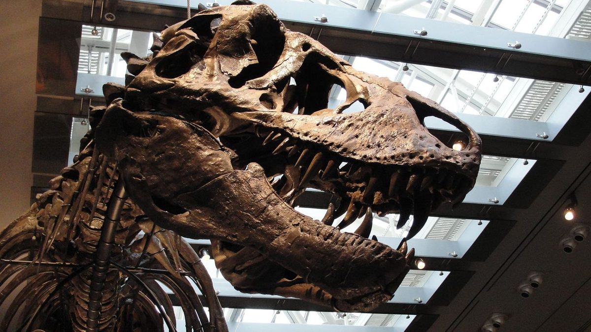 У T. rex была температура тела, как у человека: новый анализ зубов