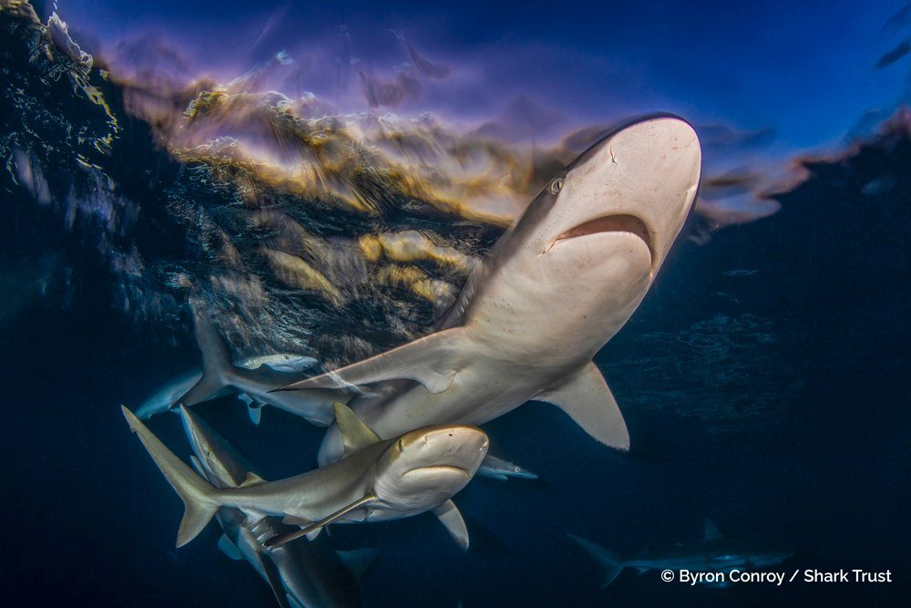 2025 Shark Photographer of the Year Awards Highlight Stunning Oceanic Diversity Amid Conservation Challenges
