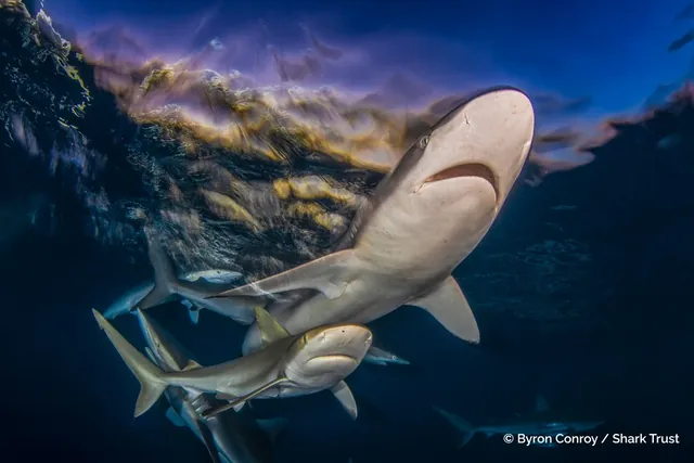 2025 Shark Photographer of the Year Awards Highlight Stunning Oceanic Diversity Amid Conservation Challenges
