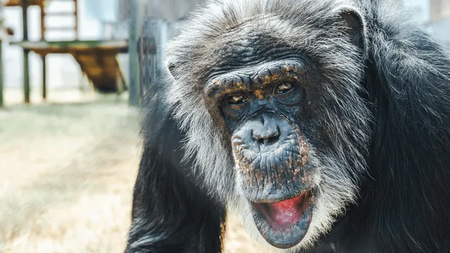 Chimpanzee Pierre Regains Sight After Specialized Cataract Surgery