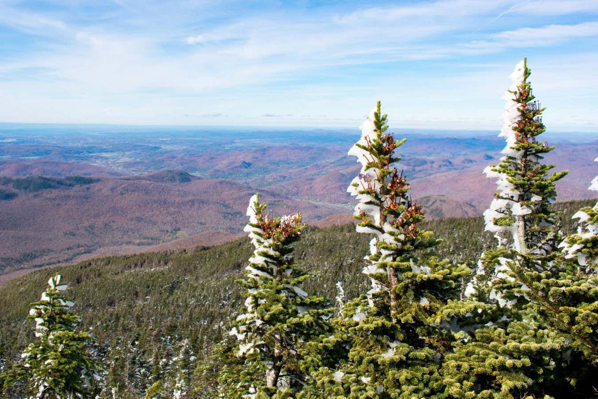 Declining Snow Cover Threatens Temperate Forests’ Role in Carbon Sequestration