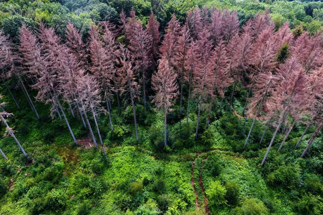 Ancient Forest Collapse Linked to Long-Term Global Warming After Earth’s Greatest Mass Extinction
