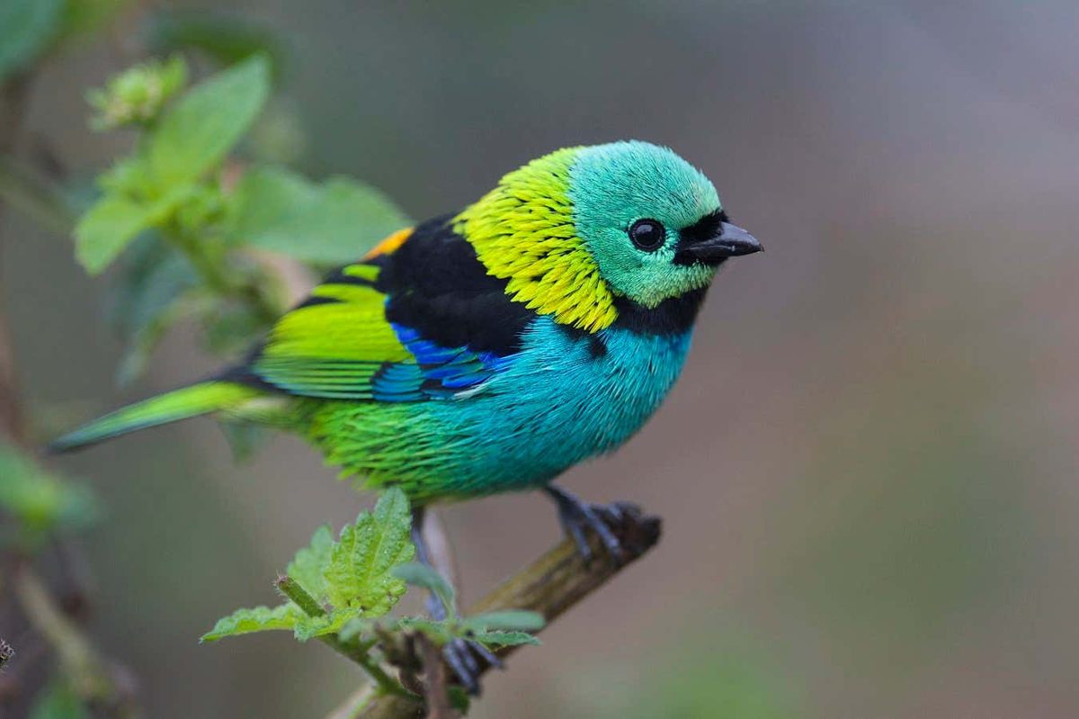 Unveiling the Vibrant Secrets of Songbird Plumage