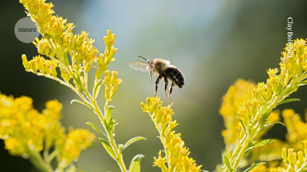 Bumblebees Tolerate Microplastics in Nectar, Study Finds