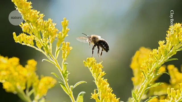 Bumblebees Tolerate Microplastics in Nectar, Study Finds