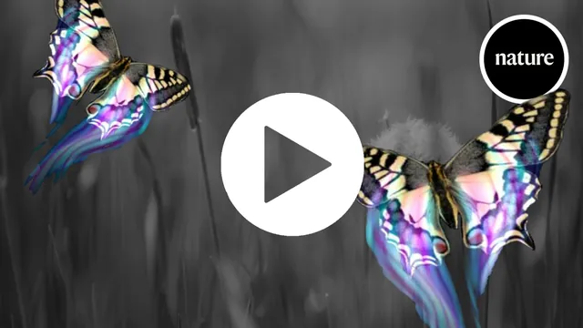 Butterfly Wing Patterns Create Optical Illusions, Making Them Elusive Prey
