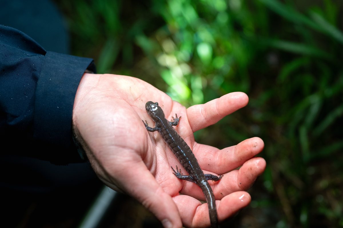 Wildlife Underpasses Cut Amphibian Road Mortality by Over 80% in Vermont