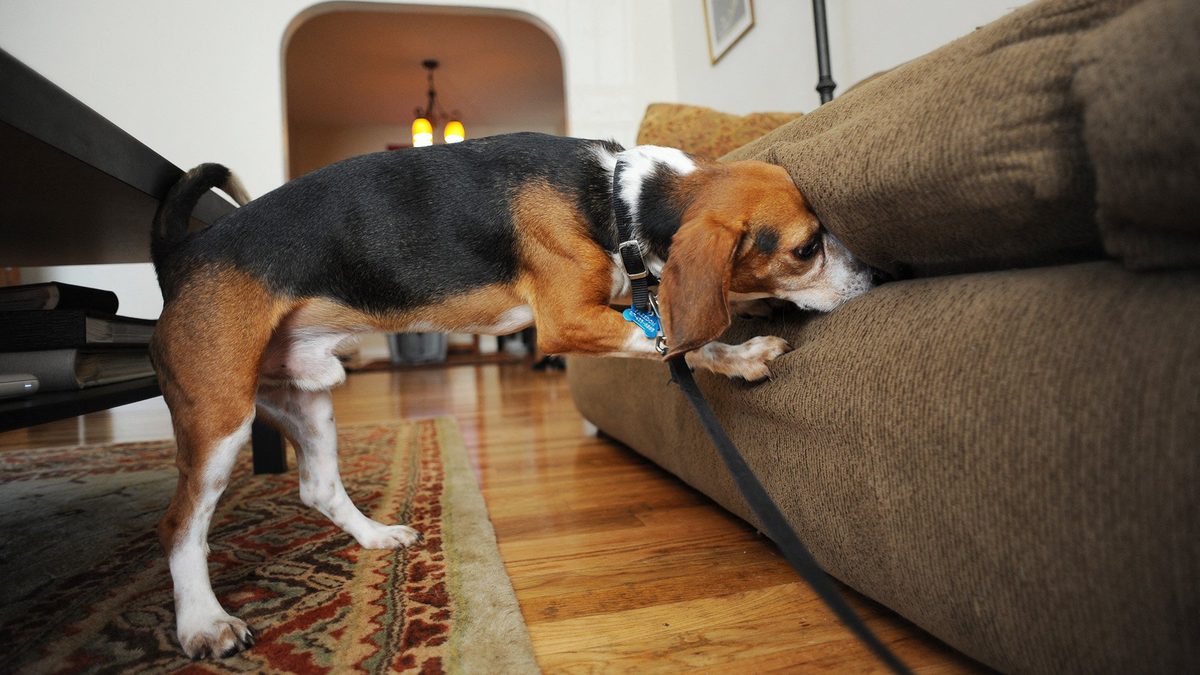Canine Detectives: Dogs Trained to Sniff Out Devastating Pests