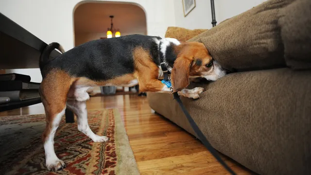Canine Detectives: Dogs Trained to Sniff Out Devastating Pests