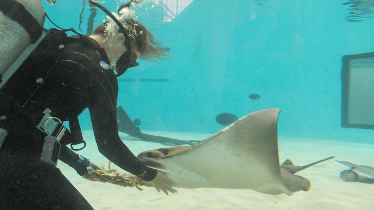 Mystic the Cownose Ray Celebrates 27th Birthday, Outliving Wild Counterparts