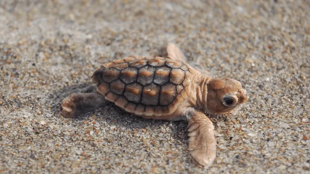 Rare 'Pumpkin Spice' Loggerhead Hatchling Discovered in Florida Waters