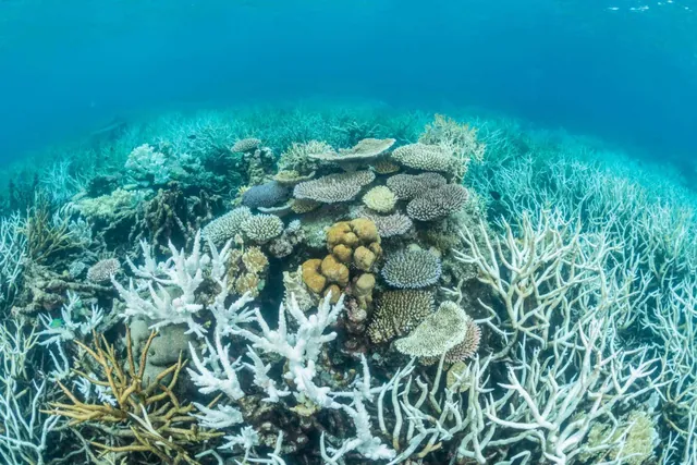 Great Barrier Reef Faces Climate Crisis: Cooling Interventions Urged After Shipping Emission Drop