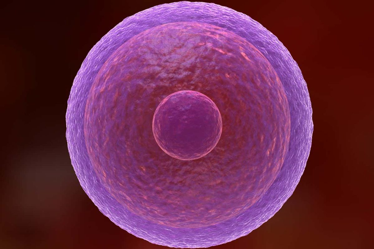 Unlocking the Secrets Behind the Longevity of Human Egg Cells
