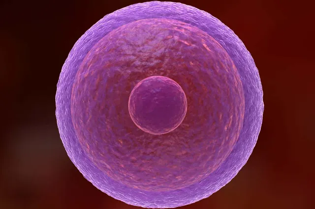 Unlocking the Secrets Behind the Longevity of Human Egg Cells
