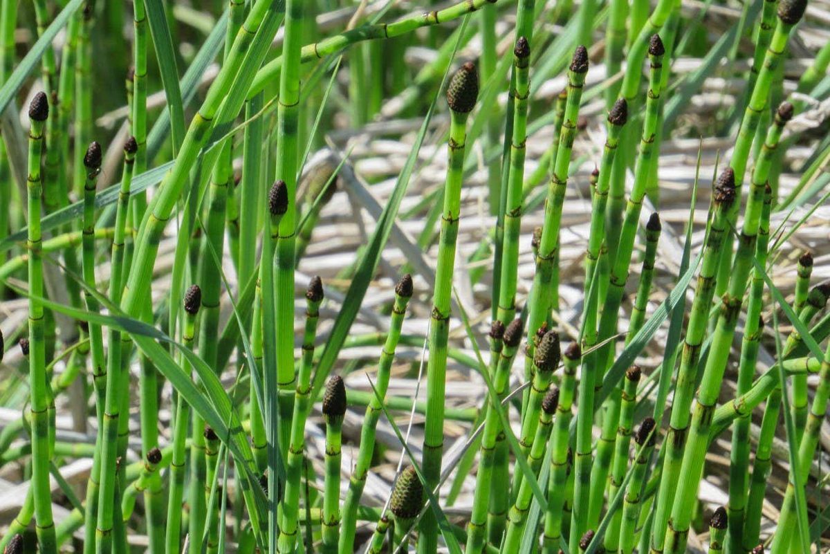 Unique Water Transport in Horsetail Plants Offers New Insights Into Ancient Climates