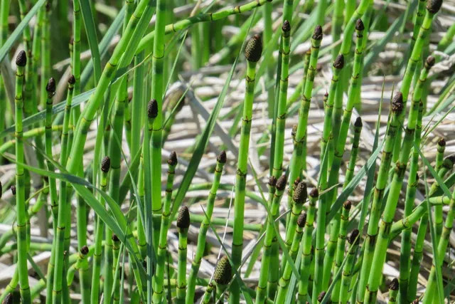 Unique Water Transport in Horsetail Plants Offers New Insights Into Ancient Climates