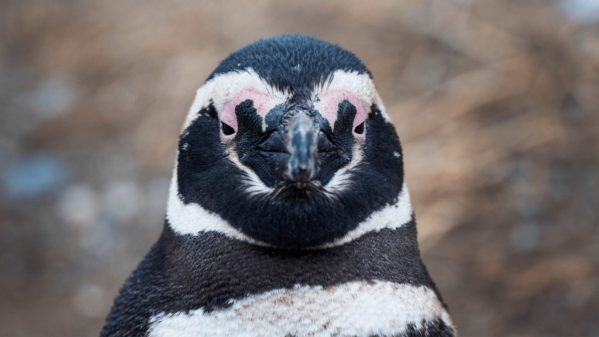 Magellanic Penguins Save Energy by Harnessing Ocean Currents on 1,200-Mile Journeys
