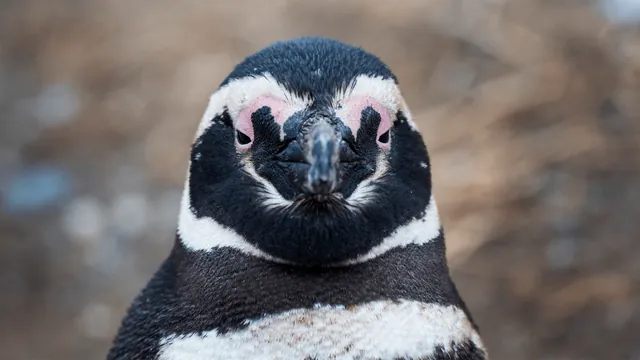 Magellanic Penguins Save Energy by Harnessing Ocean Currents on 1,200-Mile Journeys