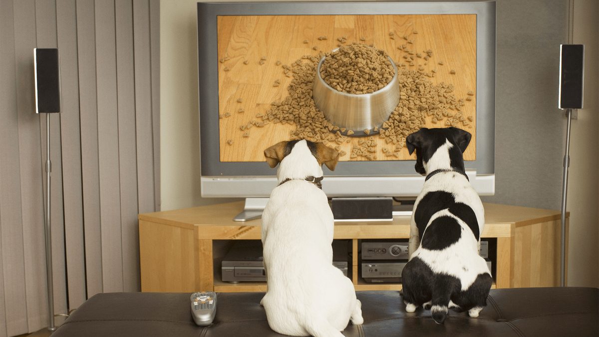 New Study Finds Dogs Prefer Animal Content on TV, Influenced by Temperament