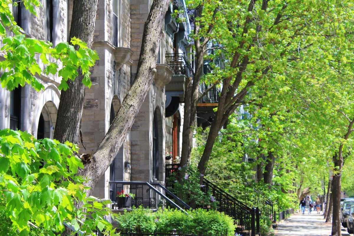 Leaky Pipes Sustain Urban Trees During Droughts: Hidden Lifeline Beneath City Streets
