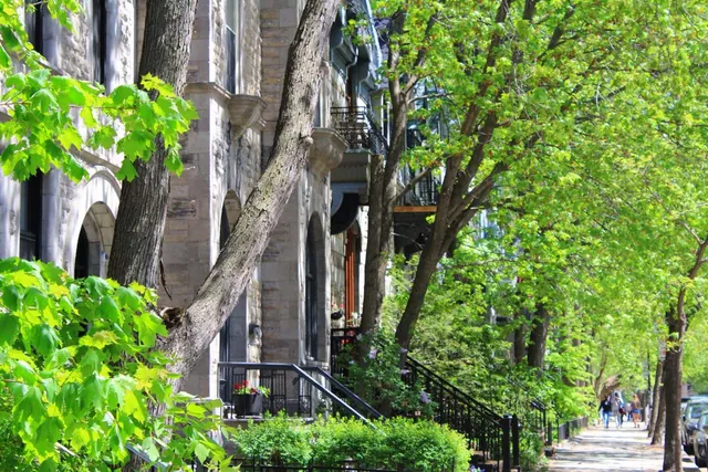 Leaky Pipes Sustain Urban Trees During Droughts: Hidden Lifeline Beneath City Streets