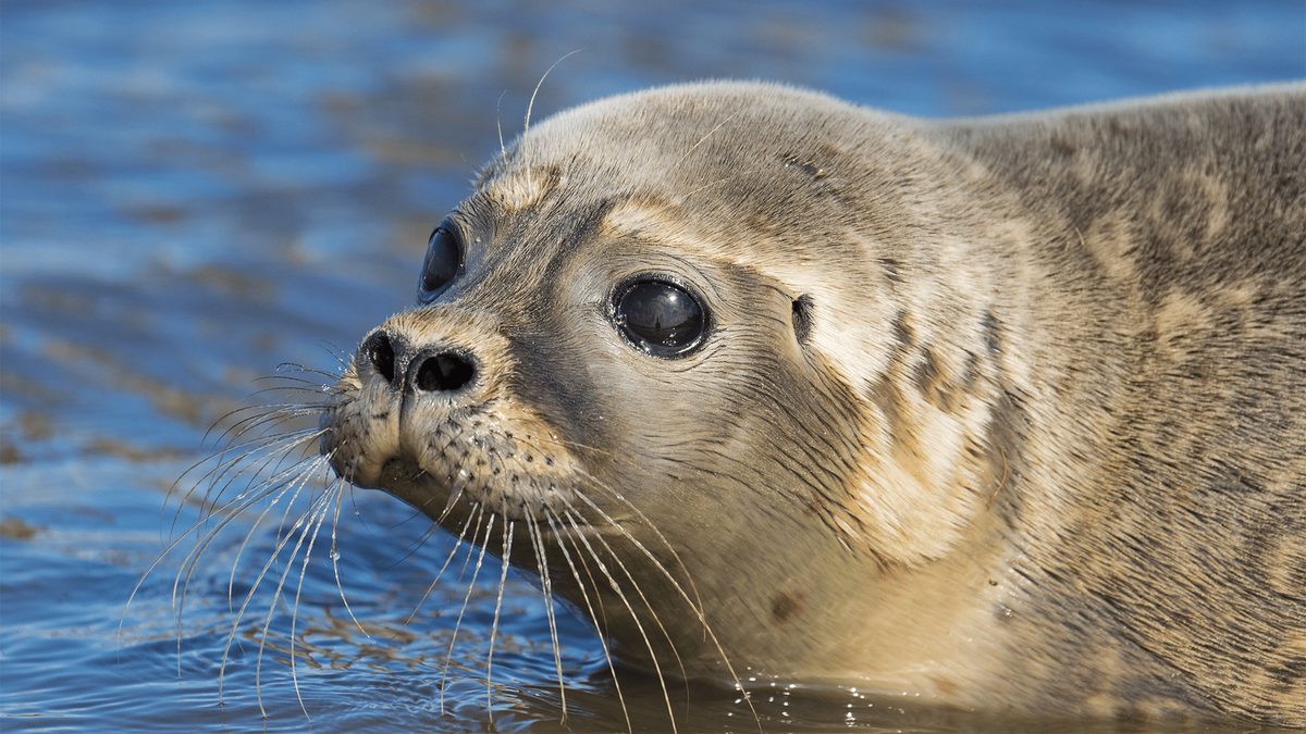 Six Sea Lions Devour 90% of Steelhead Fish at Seattle’s Ballard Locks, Sparking Historic Wildlife Conflict