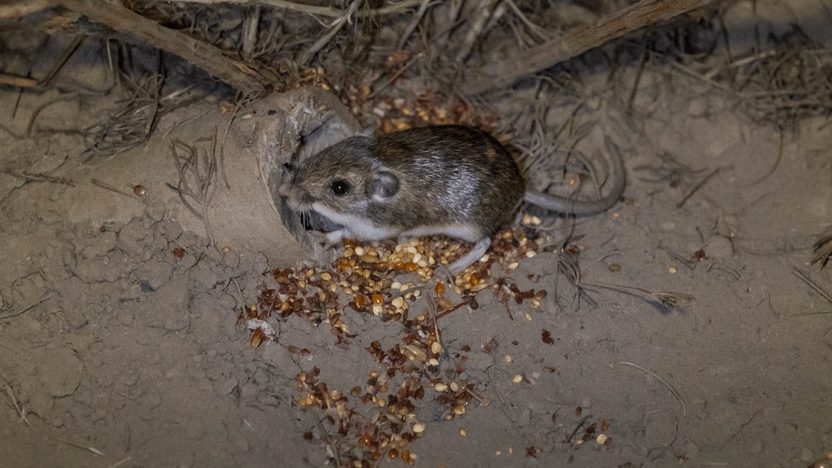 Endangered Pacific Pocket Mice Thrive in Marine Corps Base Habitat