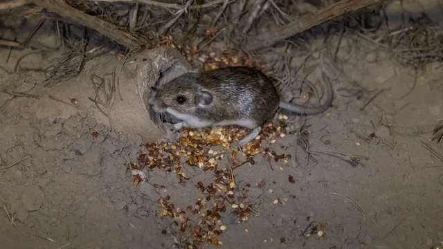 Endangered Pacific Pocket Mice Thrive in Marine Corps Base Habitat