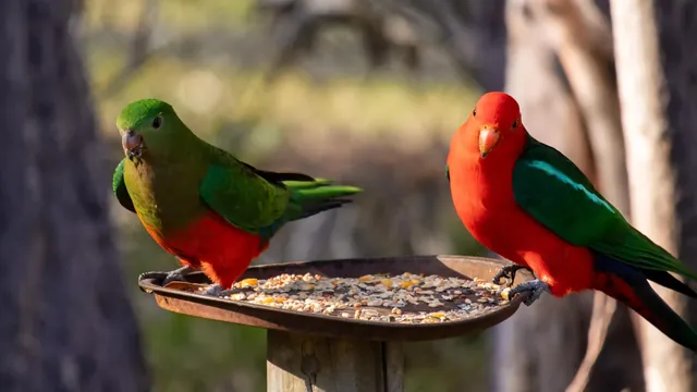 Backyard Bird Feeders: A Silent Threat in Australia's H5N1 Outbreak
