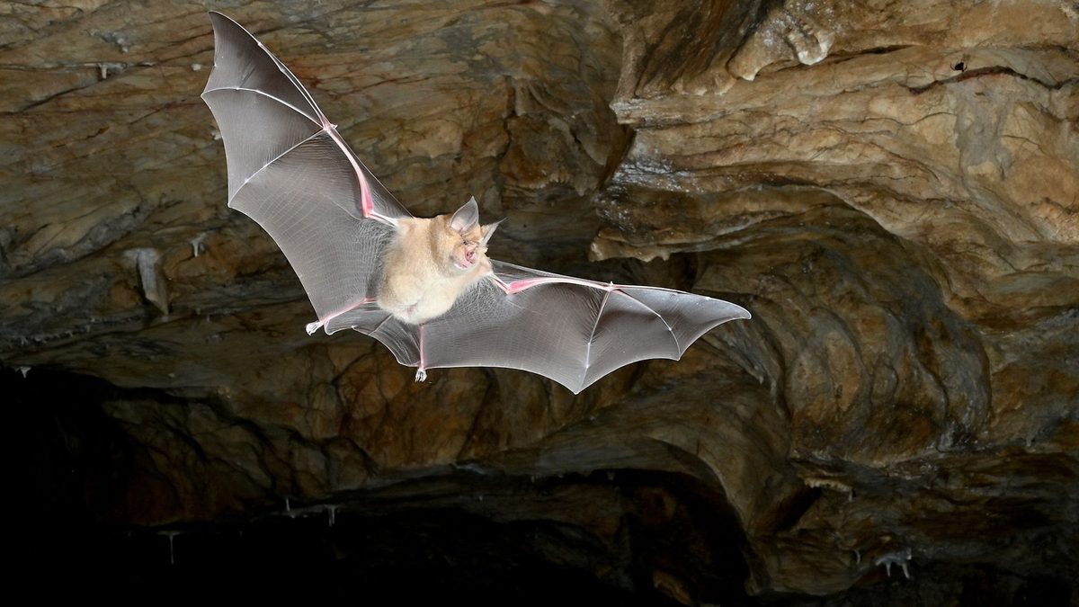 Landmark Genetic Study Places Bat Origins in Europe, Rewriting Evolutionary History