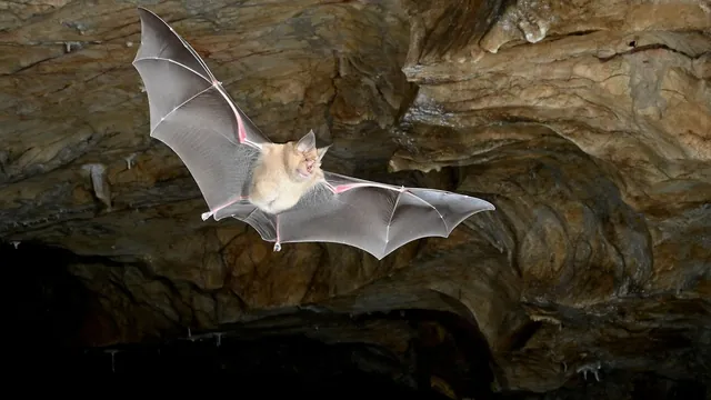 Landmark Genetic Study Places Bat Origins in Europe, Rewriting Evolutionary History