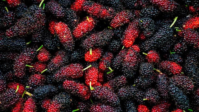 Mulberry's Gut Microbiome Impact: Promising Animal Studies Hint at Metabolic Benefits