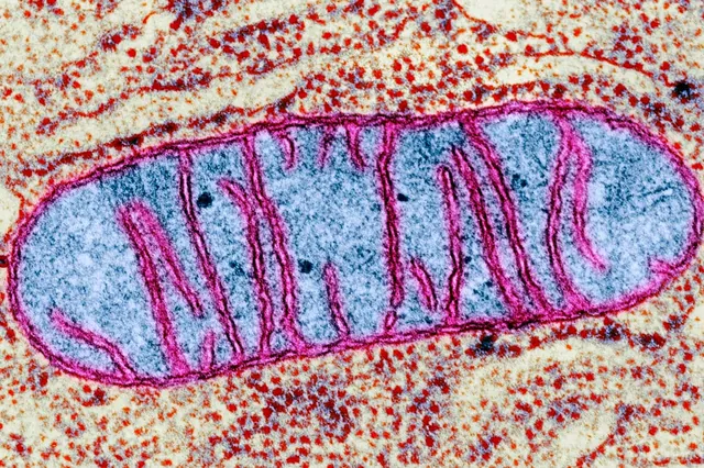 New Insights into Mitochondria: Sleep Regulation and Energy Supply Intertwined