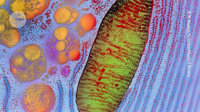 Mitochondrial Transplant Shows Safety, Limited Vision Response in Blindness Trial