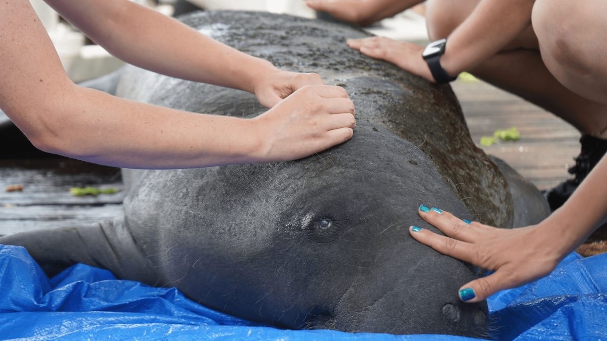 Florida Zoo Embraces Acupuncture for Diverse Animal Patients