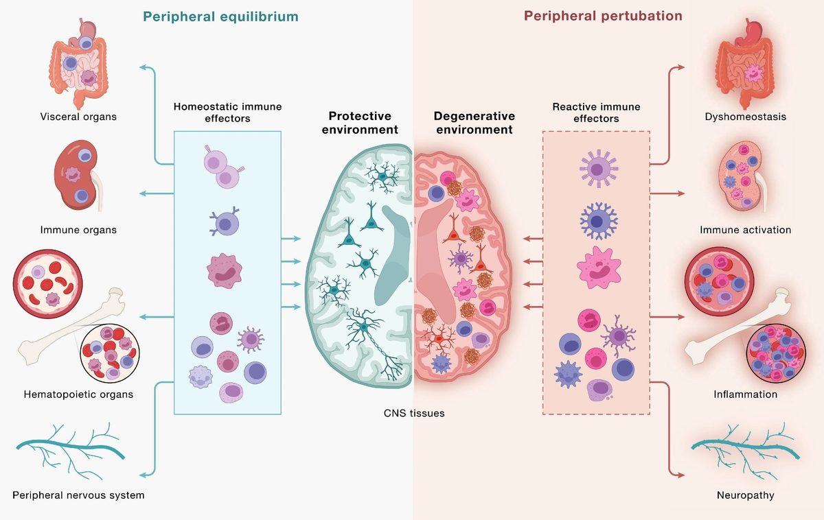 Brain-Immune Signaling Breakdown Linked to Neurodegeneration