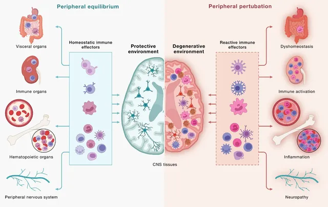 Brain-Immune Signaling Breakdown Linked to Neurodegeneration