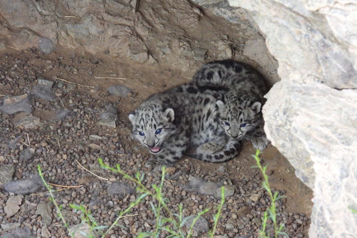 Groundbreaking Discovery: Snow Leopard Cubs Photographed in Mongolia's Rare Dens