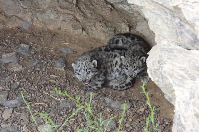Groundbreaking Discovery: Snow Leopard Cubs Photographed in Mongolia's Rare Dens