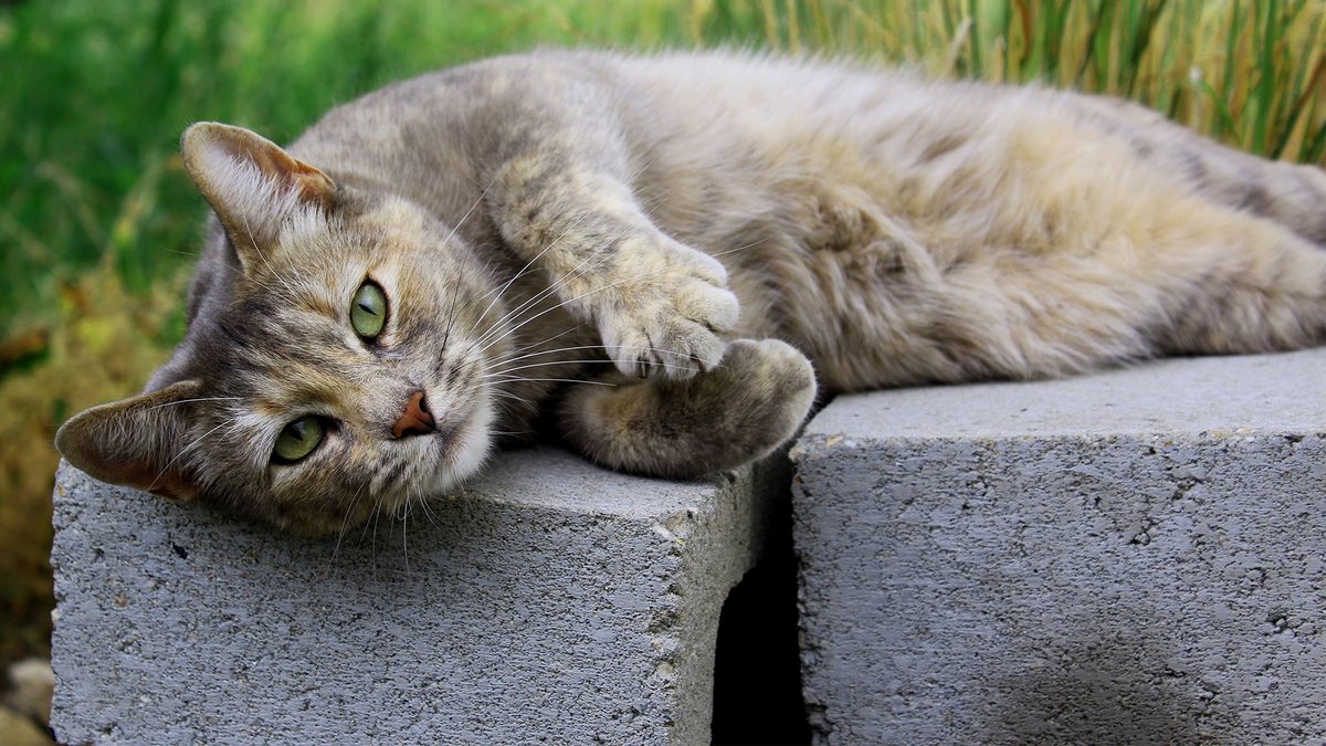 Why Cats Are Drawn to Concrete Slabs: Exploring Feline Behavior and Territory Marking