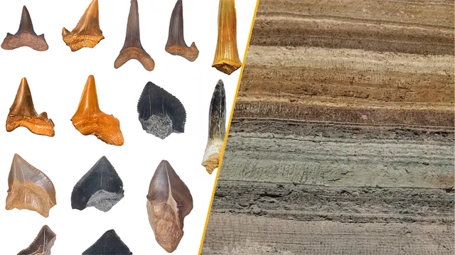 Ancient Shark Graveyard in Egypt Reveals Rich Cretaceous Marine Ecosystem