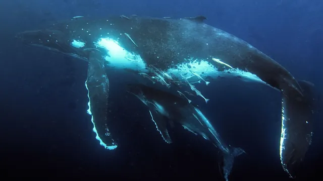 Whale Watching Leads to Discovery of Humpback Maternity Ward in Great Barrier Reef